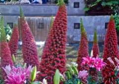 I love these "Cones"! Haven't looked them up yet.