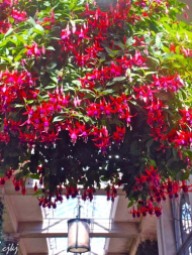 Massive hanging basket of Fuchsia.