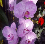another orchid.....