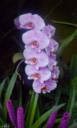 The Orchid Room....